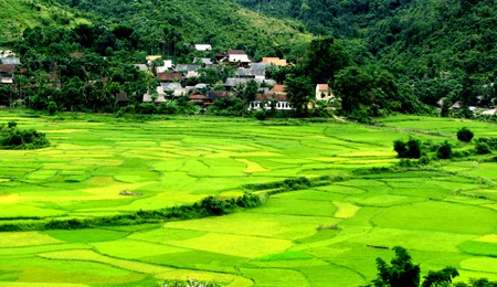 Chiêm ngưỡng vẻ đẹp đồng lúa rẻo cao xứ Nghệ  - 7