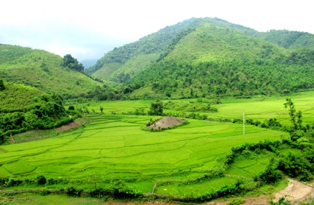 Chiêm ngưỡng vẻ đẹp đồng lúa rẻo cao xứ Nghệ  - 6