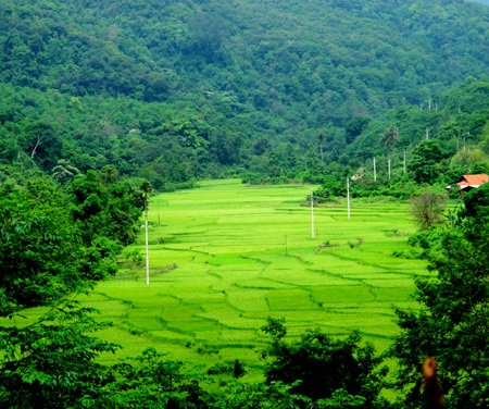 Chiêm ngưỡng vẻ đẹp đồng lúa rẻo cao xứ Nghệ  - 2