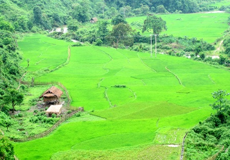 Chiêm ngưỡng vẻ đẹp đồng lúa rẻo cao xứ Nghệ  - 3