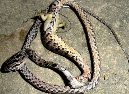 Xôn xao chuyện bắt được rắn có... chân - 1