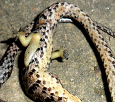 Xôn xao chuyện bắt được rắn có... chân - 2