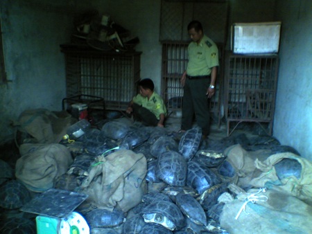 Bắt giữ động vật trái phép đang trên đường đi tiêu thụ - 1