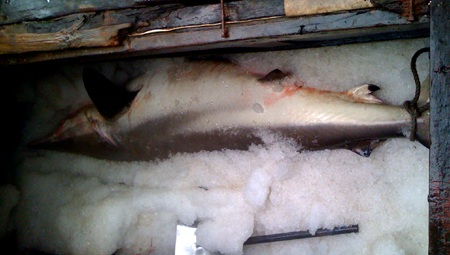 Nghệ An: Một ngư dân bắt được 3 con cá mập trắng  - 1