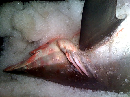 Nghệ An: Một ngư dân bắt được 3 con cá mập trắng  - 2