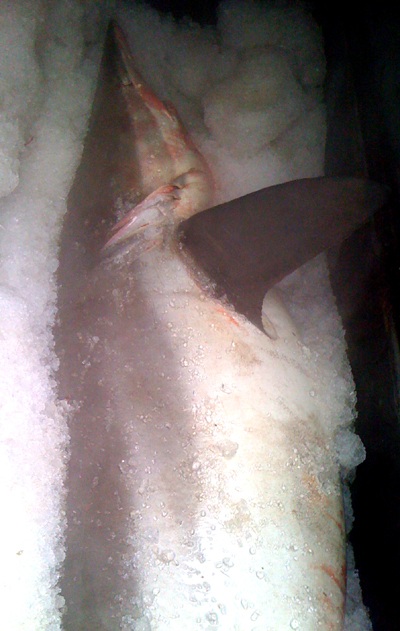 Nghệ An: Một ngư dân bắt được 3 con cá mập trắng  - 3