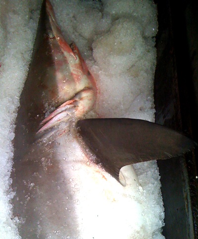 Nghệ An: Một ngư dân bắt được 3 con cá mập trắng  - 5