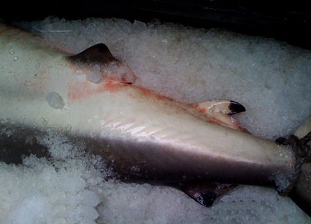 Nghệ An: Một ngư dân bắt được 3 con cá mập trắng  - 4