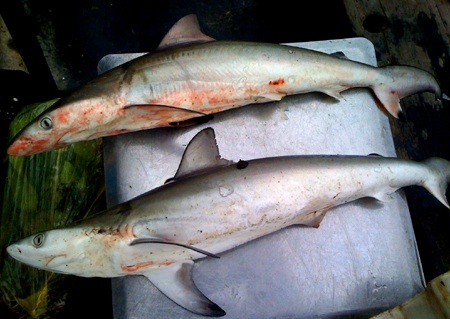 Nghệ An: Một ngư dân bắt được 3 con cá mập trắng  - 7