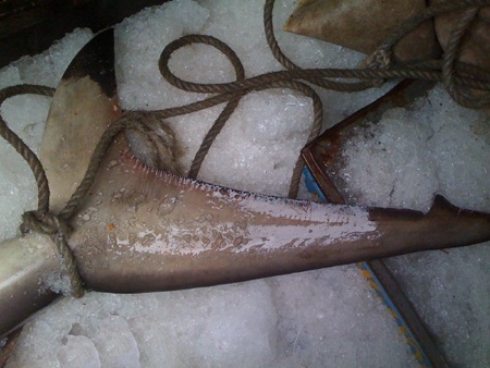 Nghệ An: Một ngư dân bắt được 3 con cá mập trắng  - 6