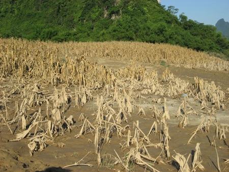 Thắt lòng nhìn cánh đồng ngô sau lũ  - 2