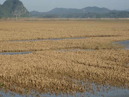 Thắt lòng nhìn cánh đồng ngô sau lũ  - 1
