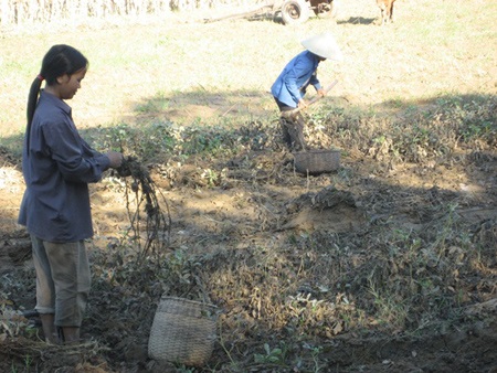 Thắt lòng nhìn cánh đồng ngô sau lũ  - 3