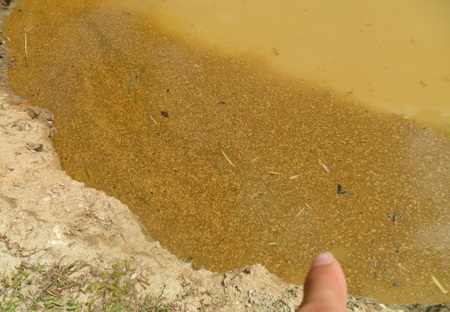 "Vàng tặc" đại náo Châu Phong - 5