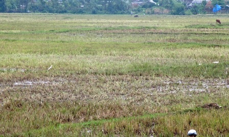 Nghệ An: Dịch cúm gia cầm xuất hiện - 1