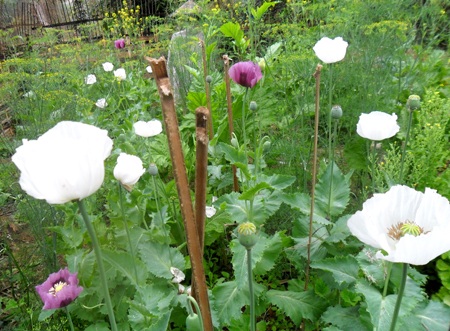 Thuốc phiện trồng xen với... rau cải - 1 Thuốc phiện trồng xen với... rau cải - 1