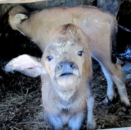 Xôn xao trâu mẹ sinh đôi 2 nghé con - 9