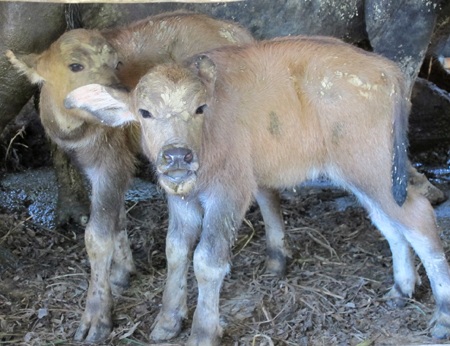 Xôn xao trâu mẹ sinh đôi 2 nghé con - 1