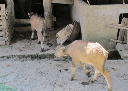 Xôn xao trâu mẹ sinh đôi 2 nghé con - 2