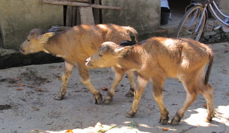 Xôn xao trâu mẹ sinh đôi 2 nghé con - 3