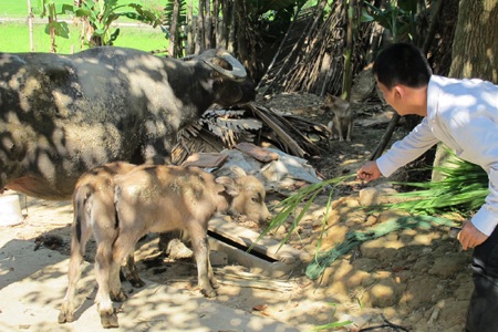 Xôn xao trâu mẹ sinh đôi 2 nghé con - 5
