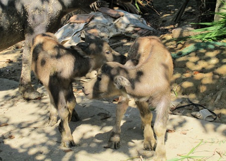 Xôn xao trâu mẹ sinh đôi 2 nghé con - 6