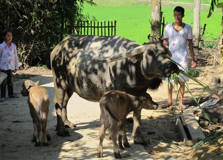 Xôn xao trâu mẹ sinh đôi 2 nghé con - 7