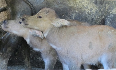 Xôn xao trâu mẹ sinh đôi 2 nghé con - 8