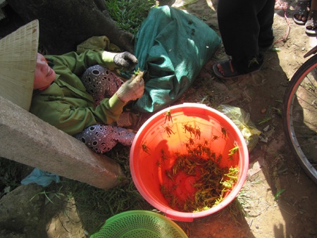 Kiếm vài chục triệu mỗi tháng nhờ... săn cào cào - 6 Kiếm vài chục triệu mỗi tháng nhờ... săn cào cào - 6