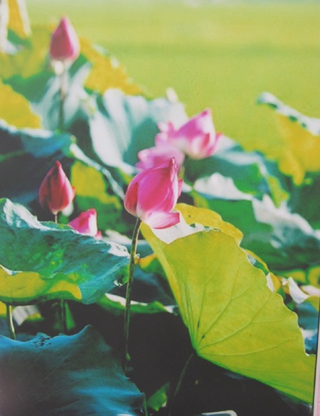 Triển lãm Quốc hoa trên quê Bác - 6