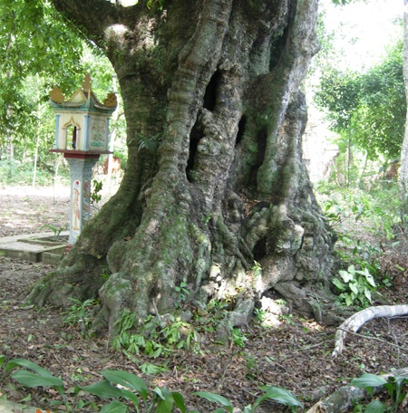 5 cây thị 700 năm tuổi được công nhận Cây Di sản - 1