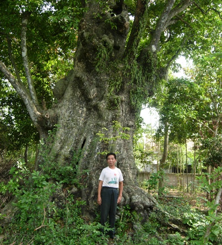 5 cây thị 700 năm tuổi được công nhận Cây Di sản - 2