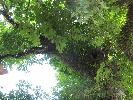 Nỗi niềm ông già giữ 5 cây thị cổ - 12 Nỗi niềm ông già giữ 5 cây thị cổ - 12