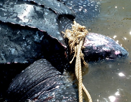 Ngư dân bắt được con vích nặng hơn 50kg  - 7