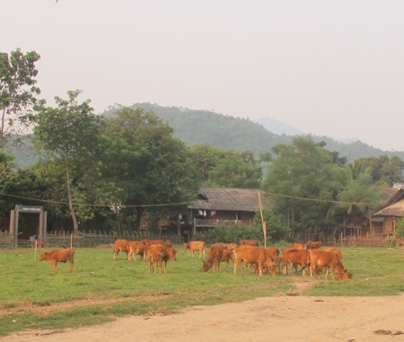 Nghệ An: Công bố dịch lở mồm long móng  - 1