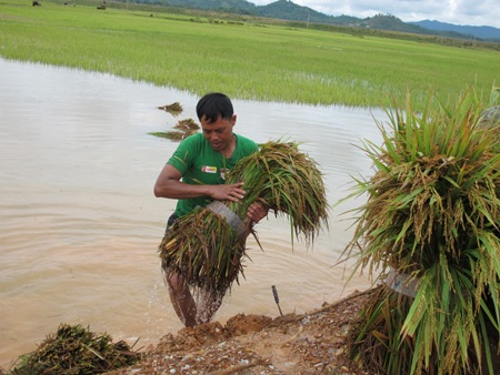 Nông dân “méo mặt” vì hàng ngàn ha lúa đổ rạp, ngập úng - 14