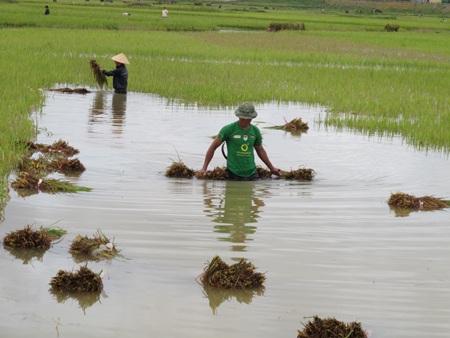 Nông dân “méo mặt” vì hàng ngàn ha lúa đổ rạp, ngập úng - 7
