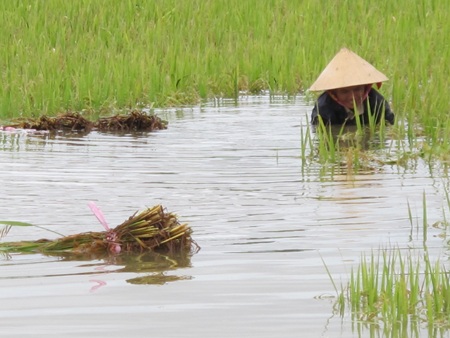 Nông dân “méo mặt” vì hàng ngàn ha lúa đổ rạp, ngập úng - 5