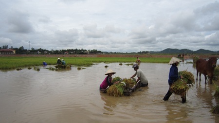 Nông dân “méo mặt” vì hàng ngàn ha lúa đổ rạp, ngập úng - 8