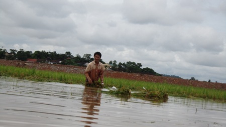 Nông dân “méo mặt” vì hàng ngàn ha lúa đổ rạp, ngập úng - 10