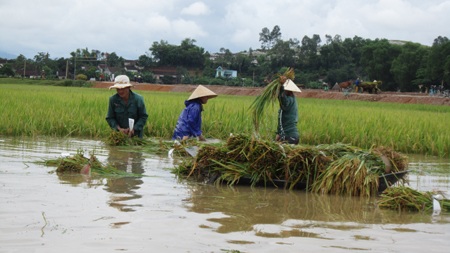 Nông dân “méo mặt” vì hàng ngàn ha lúa đổ rạp, ngập úng - 11