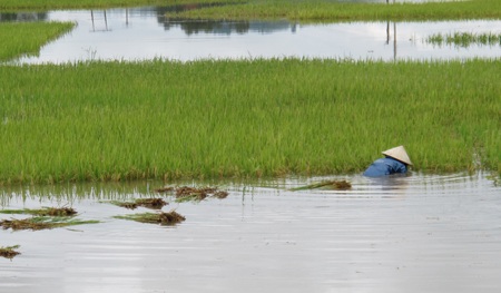 Nông dân “méo mặt” vì hàng ngàn ha lúa đổ rạp, ngập úng - 12