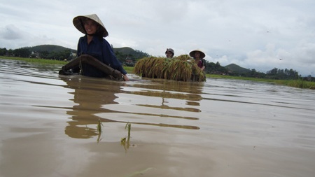 Nông dân “méo mặt” vì hàng ngàn ha lúa đổ rạp, ngập úng - 4