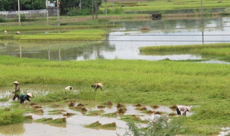 Nông dân “méo mặt” vì hàng ngàn ha lúa đổ rạp, ngập úng - 15