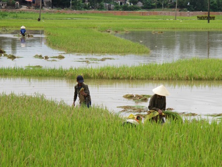 Nông dân “méo mặt” vì hàng ngàn ha lúa đổ rạp, ngập úng - 9