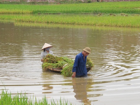 Nông dân “méo mặt” vì hàng ngàn ha lúa đổ rạp, ngập úng - 13