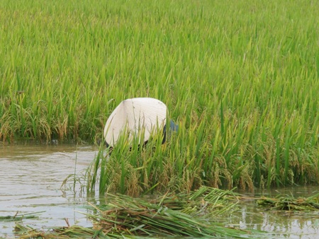 Nông dân “méo mặt” vì hàng ngàn ha lúa đổ rạp, ngập úng - 6