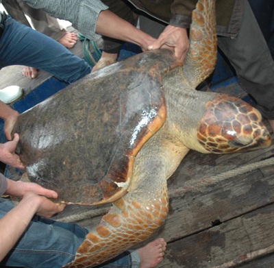 Ngư dân bắt được con vích nặng hơn 50kg  - 6