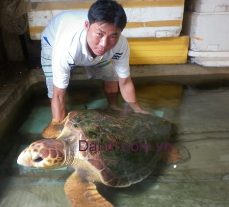 Ngư dân bắt được con vích nặng hơn 50kg  - 2