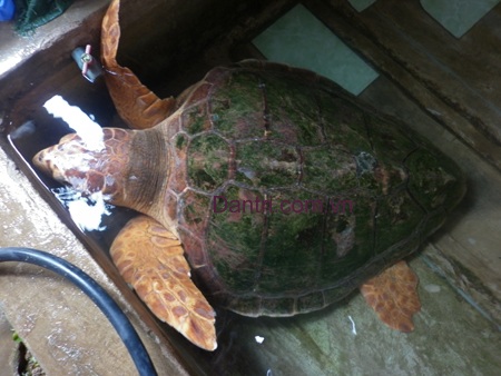 Ngư dân bắt được con vích nặng hơn 50kg  - 3